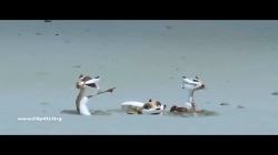 Oscar s Oasis اسکار قسمت پانزدهم